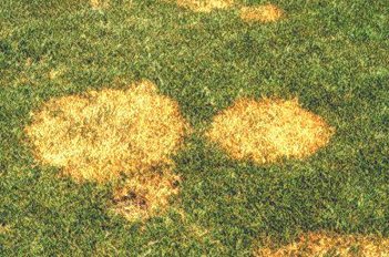 Lawn Brown Patch Treatment