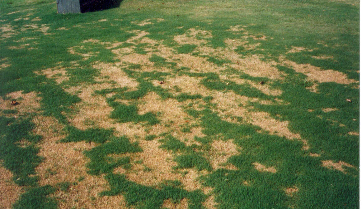 Zoysia Grass In Winter. a bermuda or zoysia grass